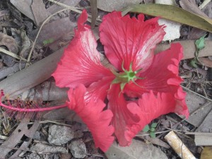 IMG_5067[1]