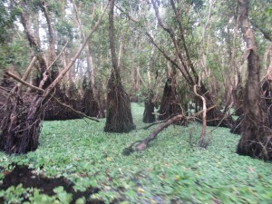 IMG_5100[1]